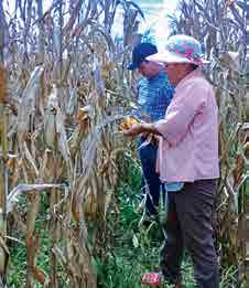 Efectos de la sequia en los cultivos de maíz.