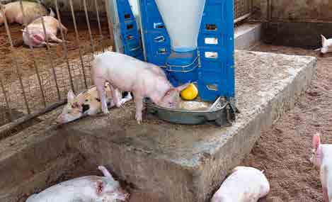 La alimentación es básica para los animales.