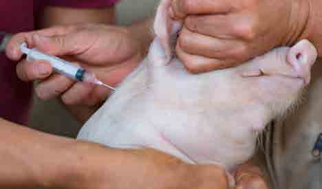 Vacunación, uno de los aspectos importantes en la cría de cerdos