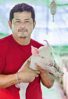 Juan Castillo, en su granja porcícola de Santo
Domingo de los Tsáchilas muestra gran
dedicación para sus animales.