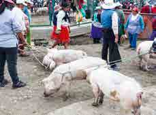 Los cerdos antes de ser sacrificados son
sometidos a un estricto control.