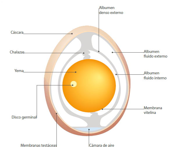 partes del huevo