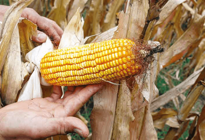Mazorca de maíz duro que muestra uniformidad en el color y la alineación de los granos