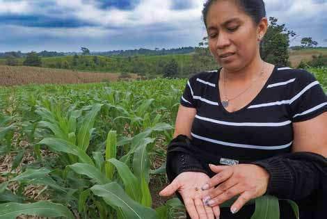 Según Carmen Zapatier se requiere mayor control fitosanitario