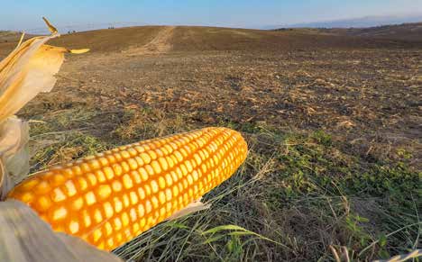 El maíz, riqueza agrícola.