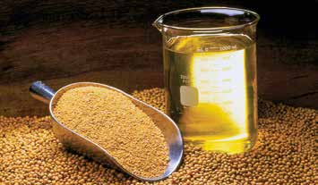 Del grano de soya procesado se obtiene pasta de soya y aceite.