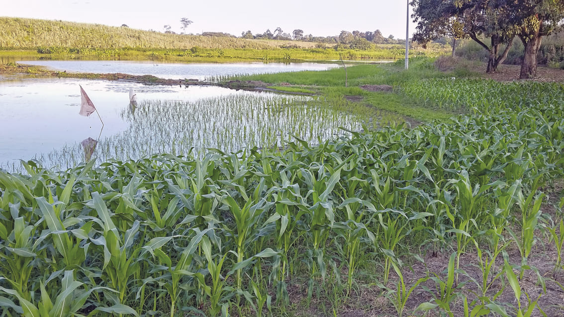 Suelos Aluviales: Gran Recurso para la Producción Maicera en el Período Seco