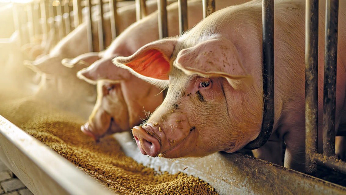 Porcicultura: la nutrición animal aplicada ya es una demanda de la industria