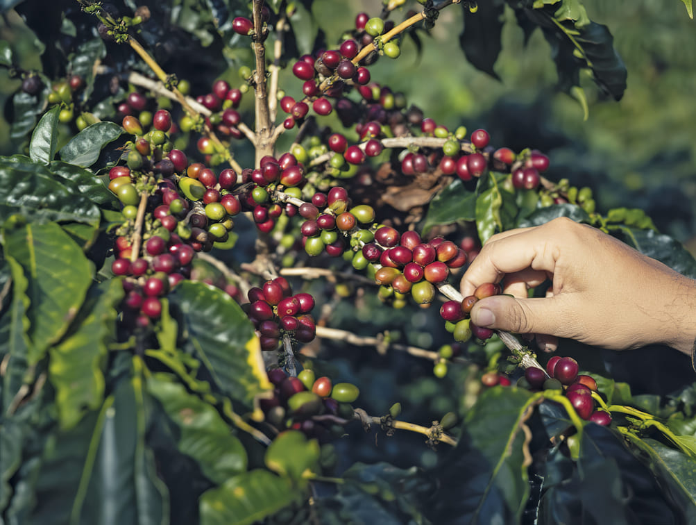 Nichos de producción para el café ecuatoriano