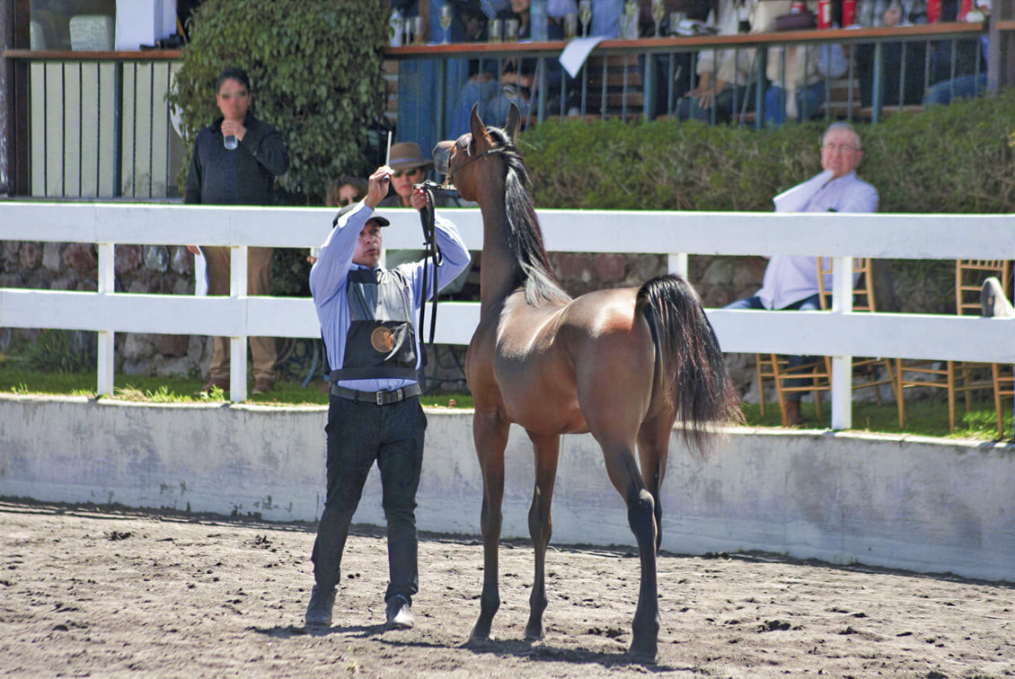 Criar caballos árabes es pasión y extrema entrega