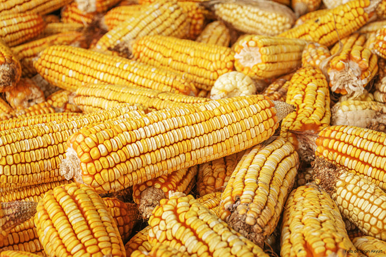 EL PULSO DEL MAÍZ: VOCES POR EL PRODUCTO NACIONAL Y OTRAS POR LA IMPORTACIÓN