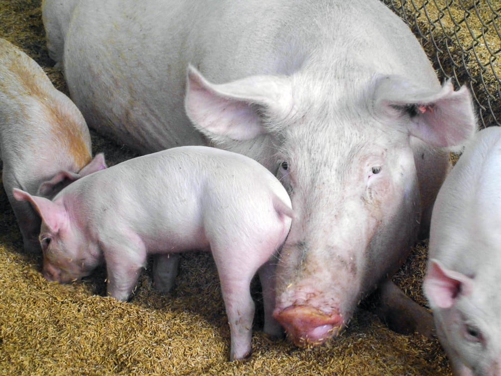 LA INDUSTRIA DE LA CARNE DE CERDO EN EL PAÍS